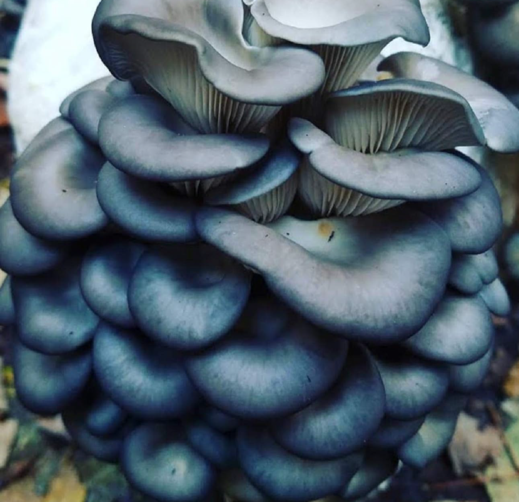 Mission Bottom Mushroom Farm Blue Oyster Mushrooms