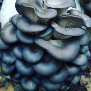Mission Bottom Mushroom Farm Blue Oyster Mushrooms